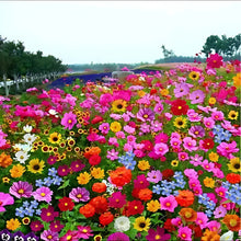 Imported Mix Flower Seeds(20 Types)