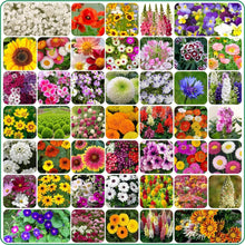 Imported Mix Flower Seeds(20 Types)